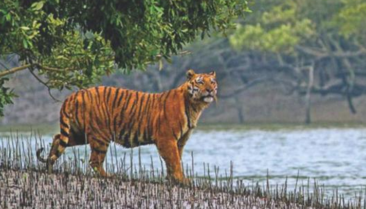 সাতক্ষীরা রেঞ্চে সুন্দরবনে বাঘের আক্রমণ, তিন জেলে নিখোঁজ